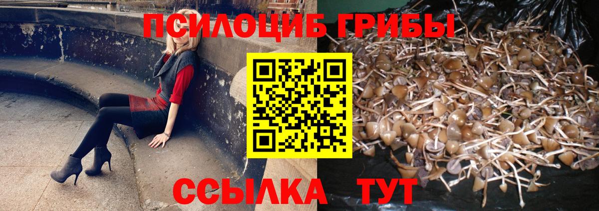 Галлюциногенные грибы Psilocybine cubensis Камышлов